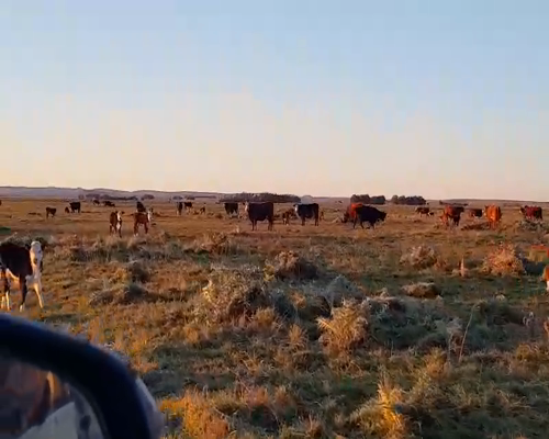 Lote 25 Vacas nuevas en Benito Juárez, Buenos Aires