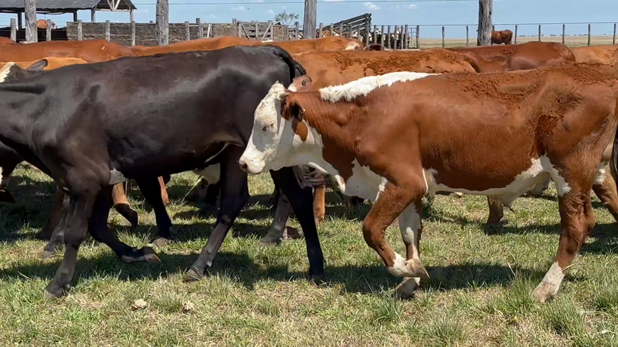 Lote 225 Novillitos