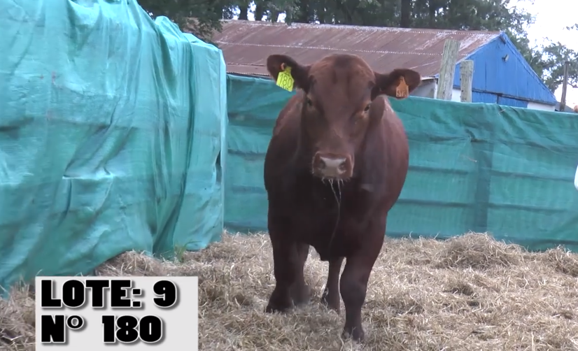 Lote 3 Toros PI / PO / PC a remate en Remate La Empastada , Artigas