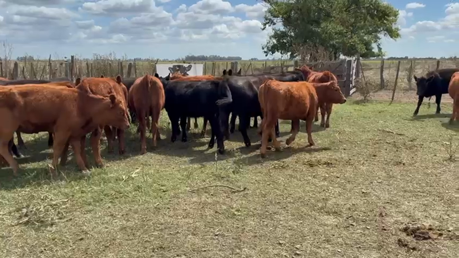 Lote 25 Terneras