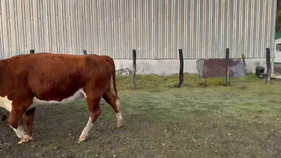 Lote 35 Vacas p/ invernar