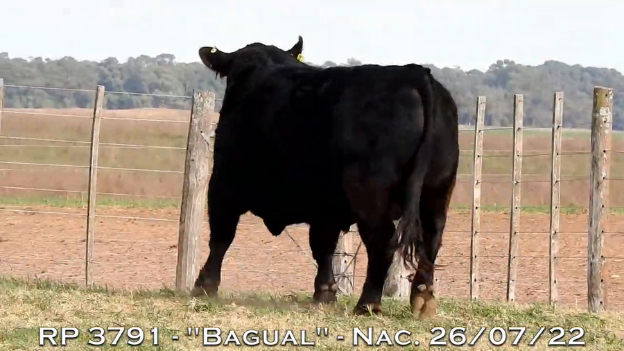 Lote TOROS PUROS DE PEDIGREE