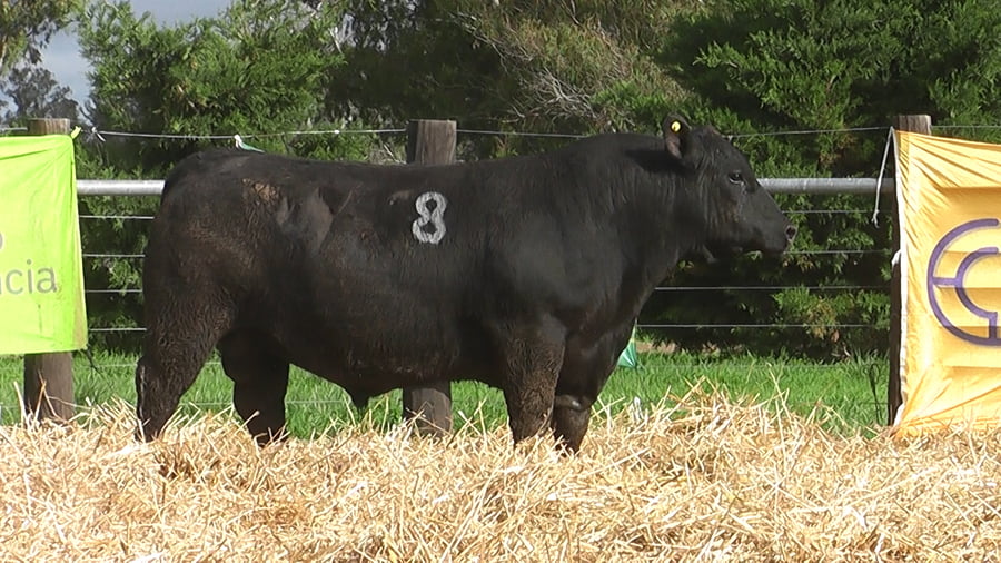 Lote TOROS ANGUS PUROS CONTROLADOS