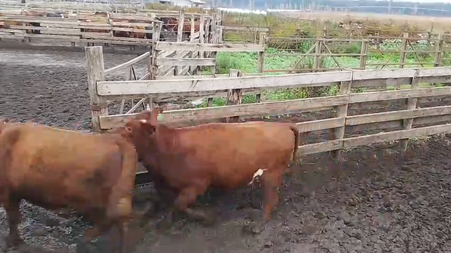 Lote 20 Vaquilla Gorda en Cabrero, VIII Región Biobío