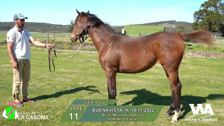 Lote BUENAVISTA