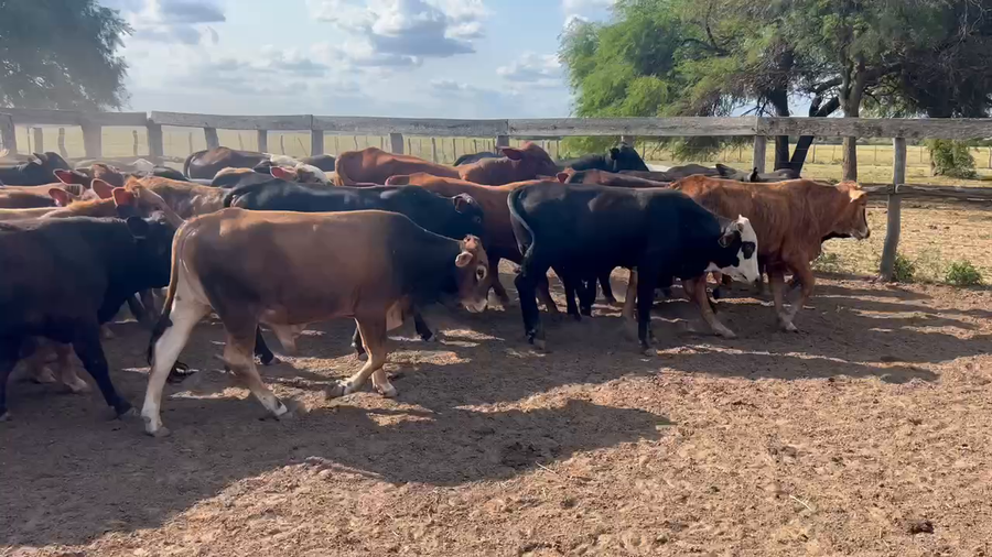 Lote 75 Novillitos en Juan José Castelli, Chaco