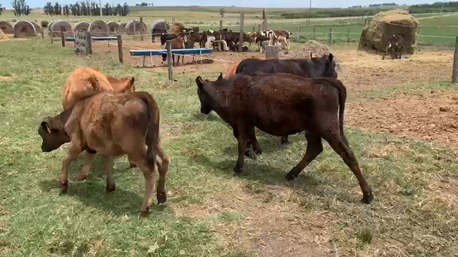 Lote 2 Terneros y 3 Terneras San José