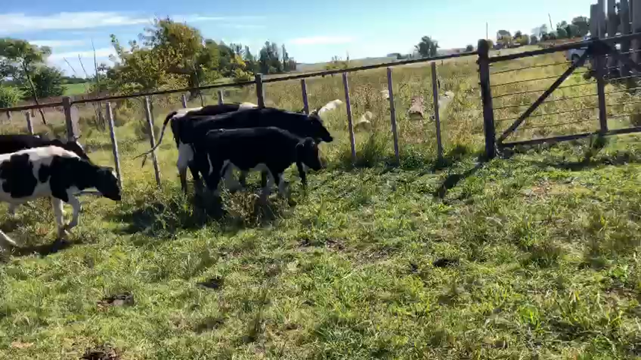 Lote 7 Terneros Holando de Guillermo Thome