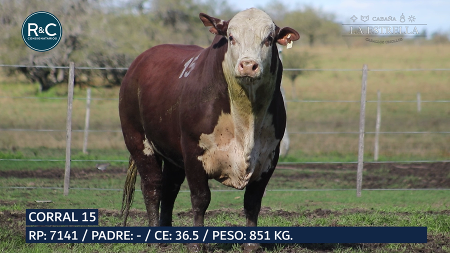 Lote Toro Braford
