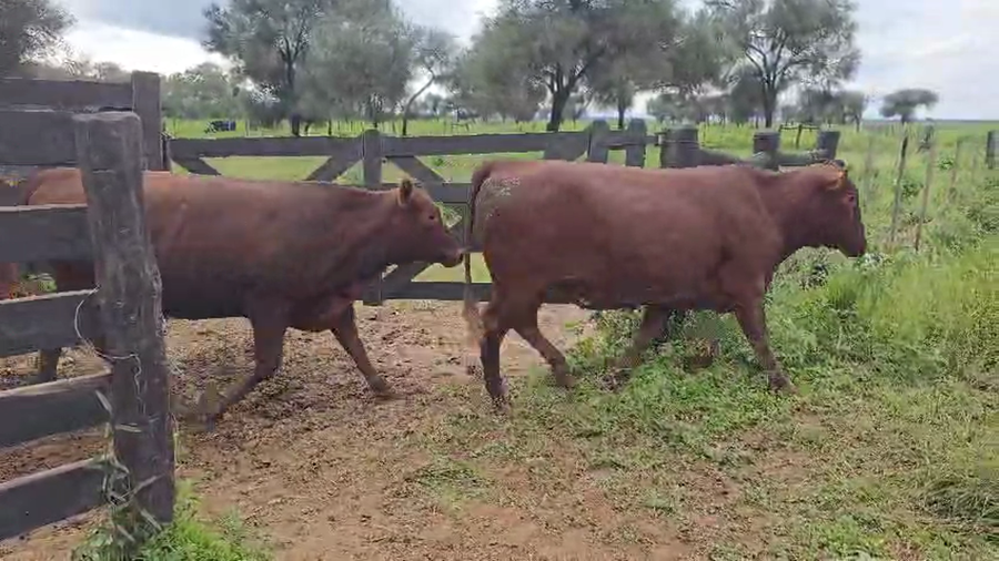 Lote 65 Vaquillonas C/ gtia de preñez