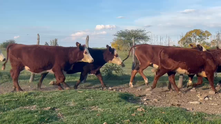 Lote 35 Vacas nuevas C/ gtia de preñez