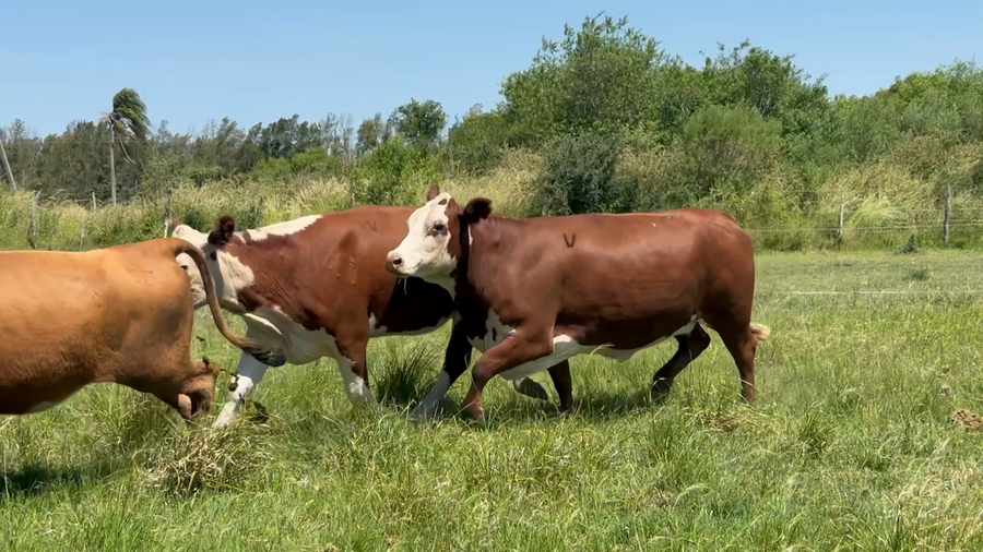 Lote 12 Vaquillonas preñadas en Corrientes, Curuzú-Cuatiá