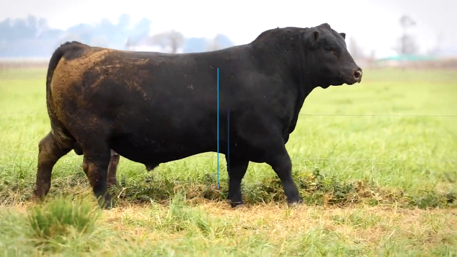 Lote TOROS PP DESTACADOS