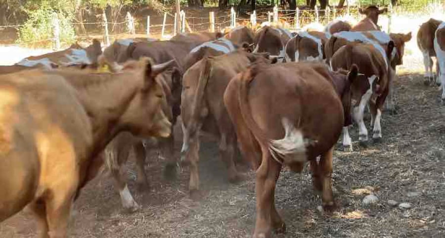 Lote 60 Novillo Engorda en Los Lagos, XIV Región Los Ríos