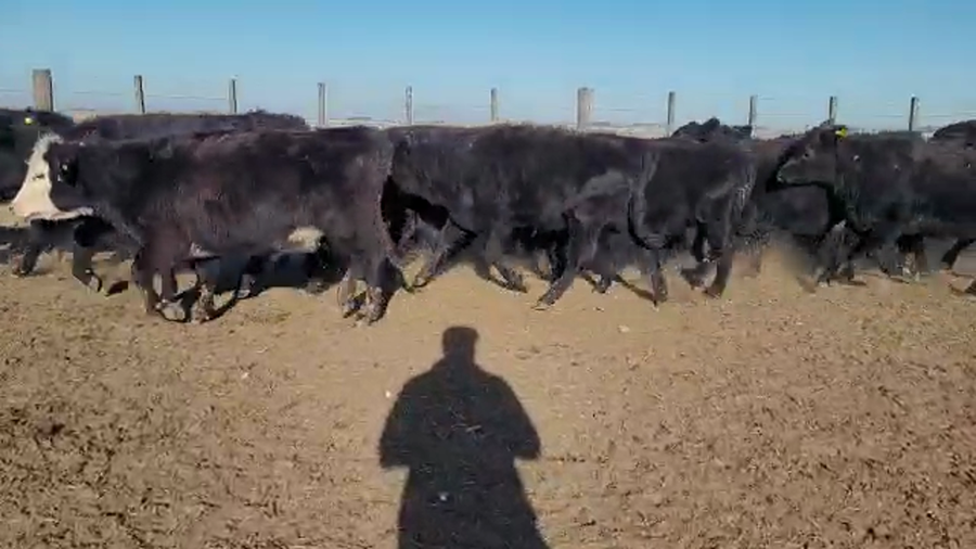 Lote 70 TERNS. HEMBRAS, OLAVARRIA , PCIA. DE BS. AS.