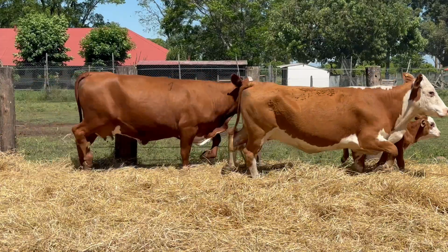 Lote 20 Vacas con Cría