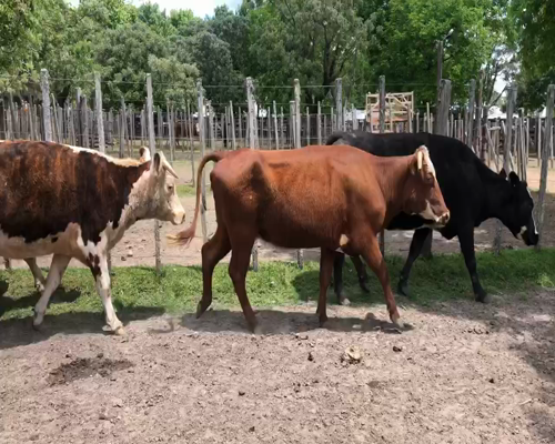 Lote 8 Vacas de Invernada en Cerro Largo, Cerro Largo