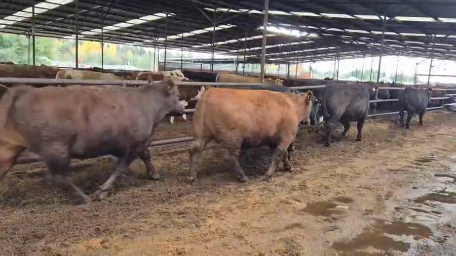 Lote 20 Novillo Gordo en Linares, VII  Región Maule