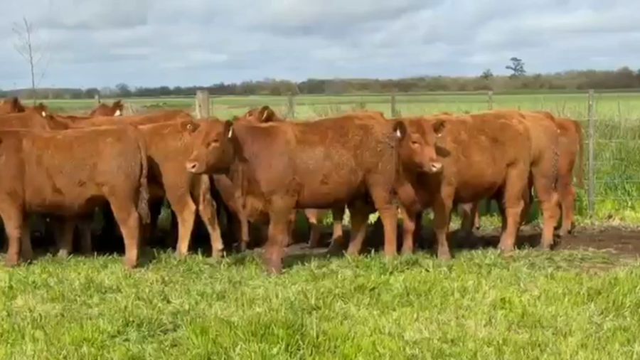 Lote 10 vaquillonas MAS para MADRES