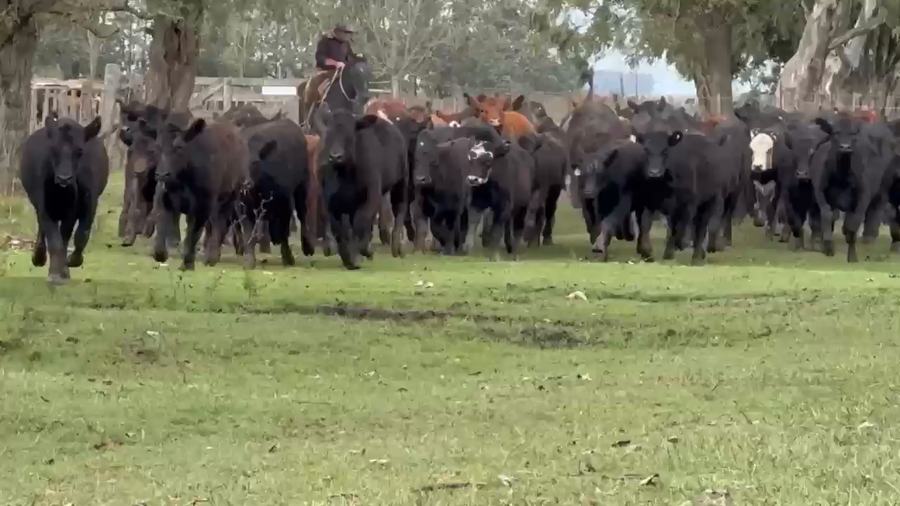 Lote 140 Terneras