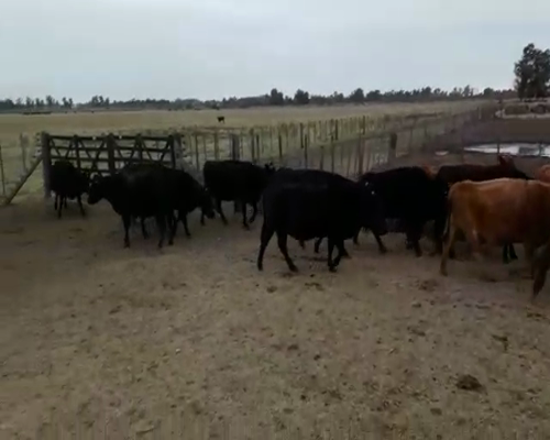 Lote 30 Vacas usadas preñadas en Navarro, Buenos Aires