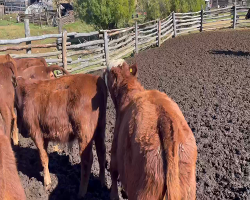 Lote 65 Ternero en Coyhaique, XI Región Aysén