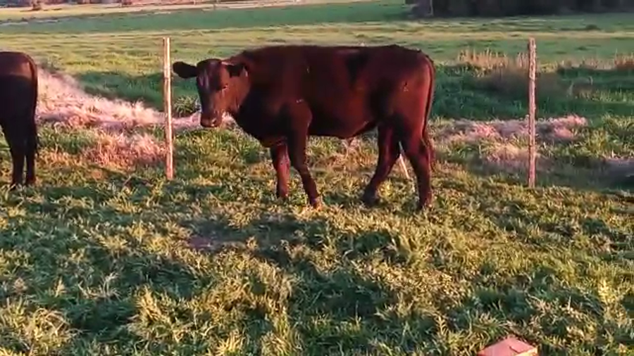 Lote 5 Terneros y Terneras ANGUS a remate en PANTALLA CAMY - SAN JOSE  1500 VACUNOS 290kg - , San José