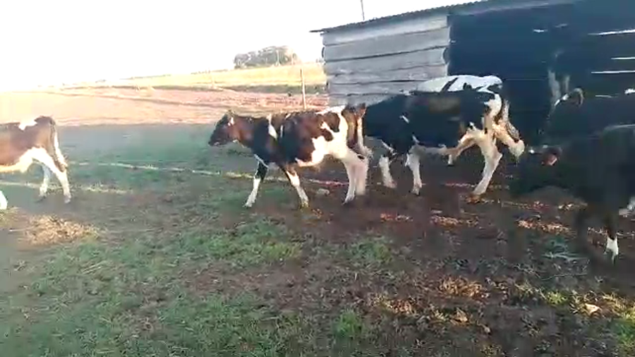 Lote 10 Terneros Holando