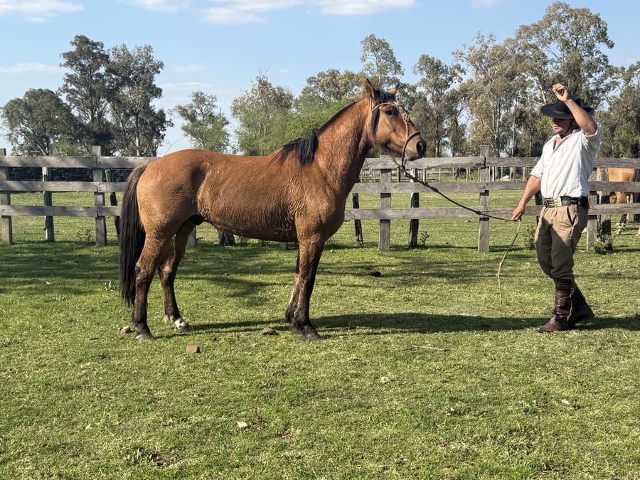 Lote Macho colorado manso