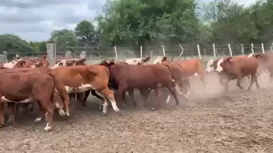 Lote 170 Vaquillonas P/ entorar en La Paz, Entre Ríos