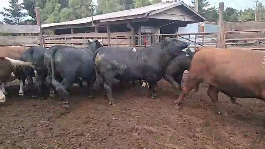 Lote 17 Novillo Gordo en Los Ángeles, VIII Región Biobío