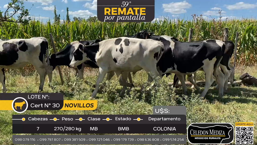 Lote 7 Novillos en La Horqueta, Colonia