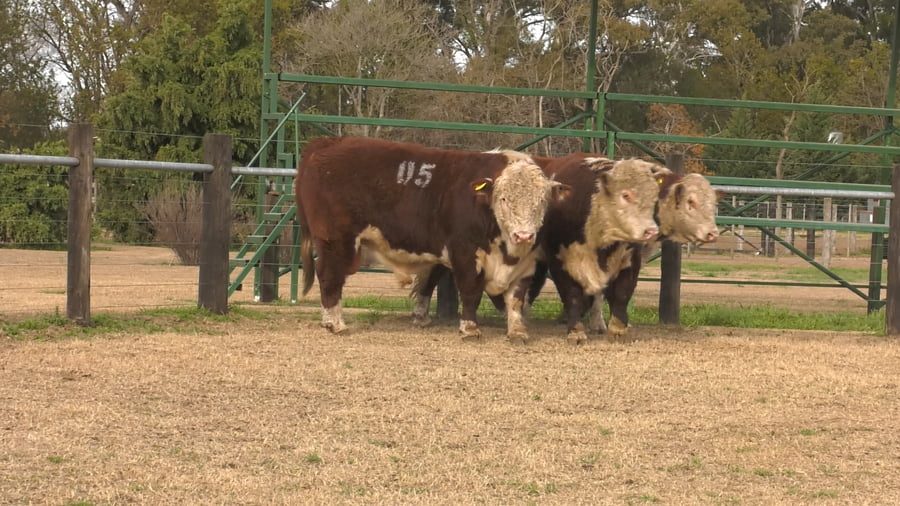 Lote TOROS P. HEREFORD PURO REGISTADRO