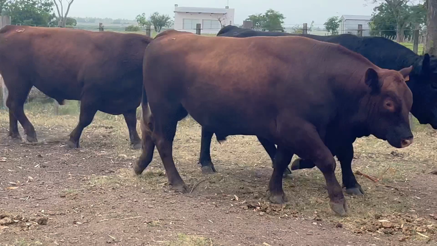 Lote 4 Toros SA en Fray Marcos, Florida