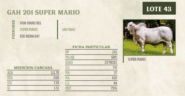 Lote LOTE 43