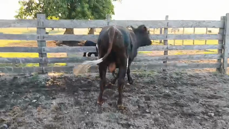 Lote Toros a remate en Pantalla Camy, San José