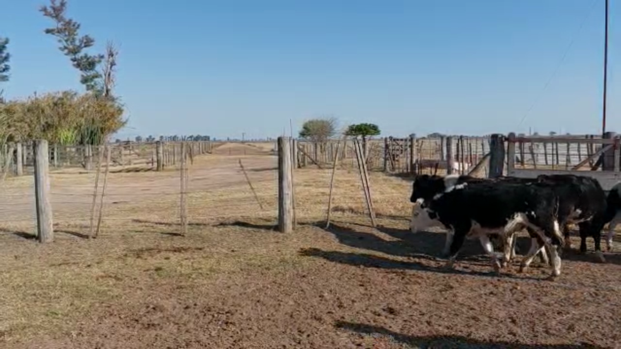 Lote 7 Terneros en Sunchales, Santa Fe