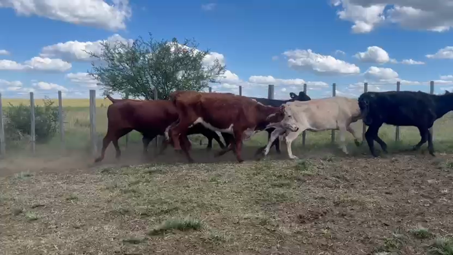 Lote VACAS DE INVERNADA