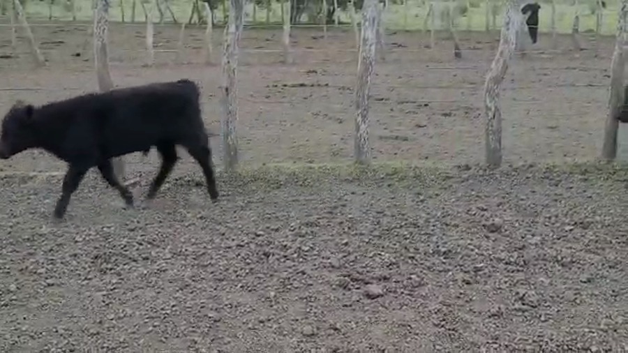 Lote 100 Terneros/as en Villaguay, Entre Ríos