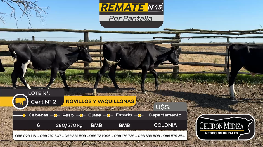 Lote 6 Novillos y vaquillonas 1 a 2 años en Colonia