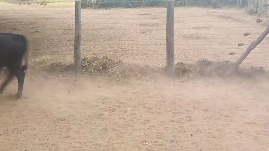 Lote 70 Terneros en Pirovano