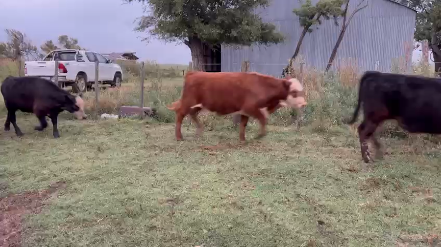 Lote 35 Terneros en Daireaux