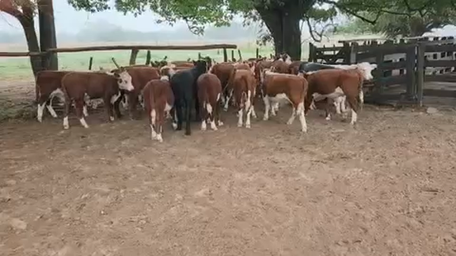 Lote 60 Terneros en Esquina, Corrientes