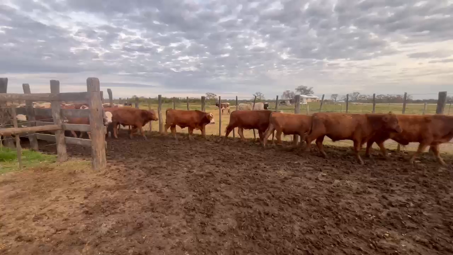 Lote 100 Terneros en Villa Paranacito