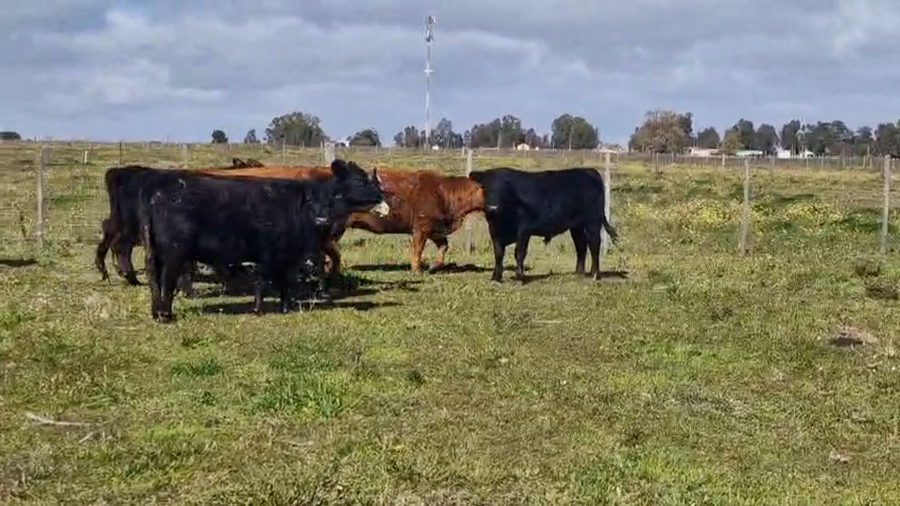 Lote 9 Vaquillonas  a remate en Pantalla Aniversario - Escritorio Camy, San José