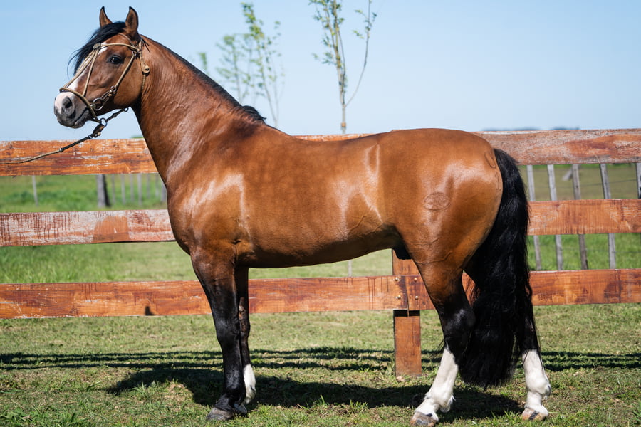 Lote DOM ROCHEDO AMULETO