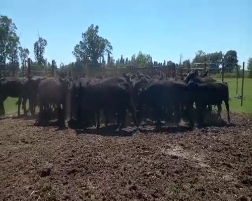 Lote ESTANCIA LA JOSFEINA