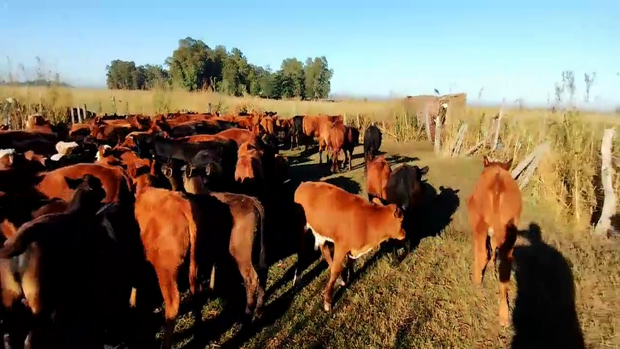 Lote 20 Terneros/as en Olavarria