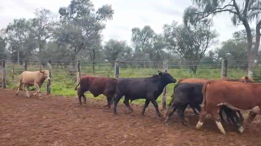 Lote 160  Novillitos en Salta, Tolloche
