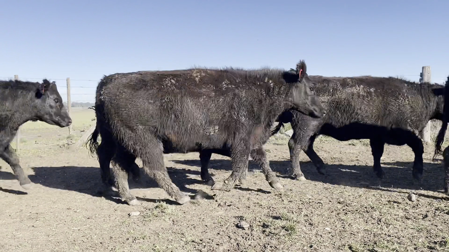 Lote LA AZUCENA DE San MANUEL: VAQUILLONAS A.ANGUS PC CON GARANTÍA DE preñez
